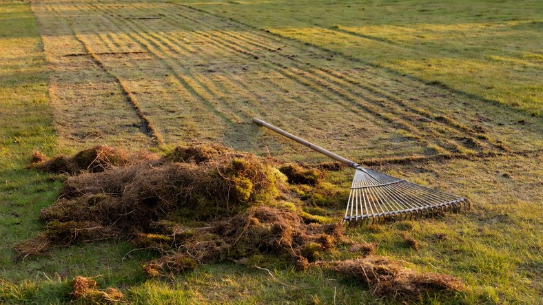 Heap of dead moss and thatch raked out of a lawn during autumn scarifying in the UK