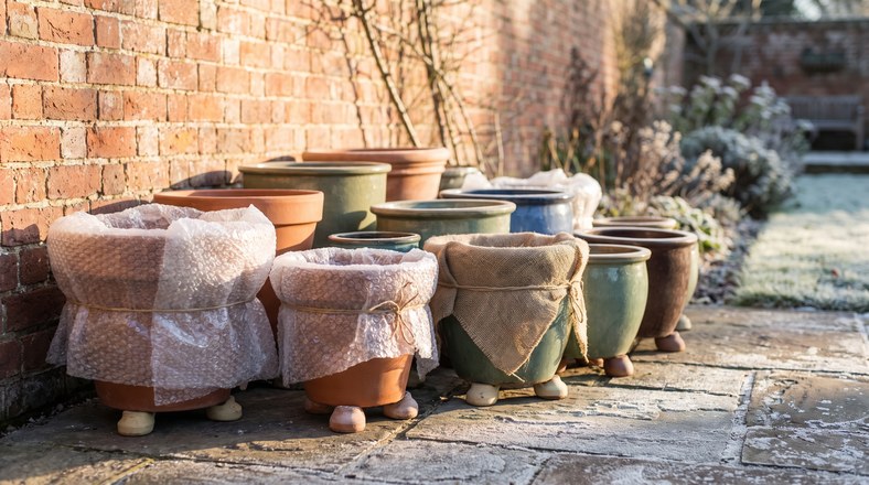Potted plants grouped against a brick wall and wrapped in bubble wrap for frost protection in a UK garden