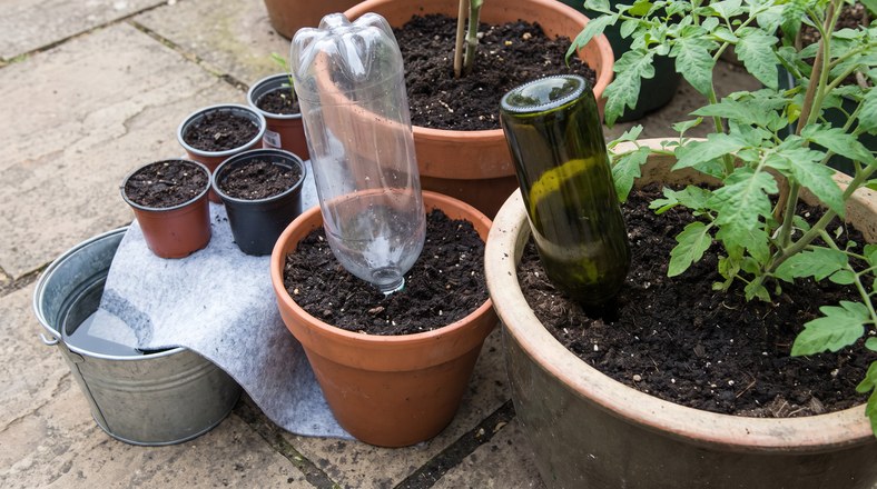 Bottle drippers, a wine bottle waterer and capillary matting set up to water pots while away