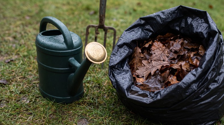 Damping down autumn leaves in a bin bag with a watering can before making leaf mould