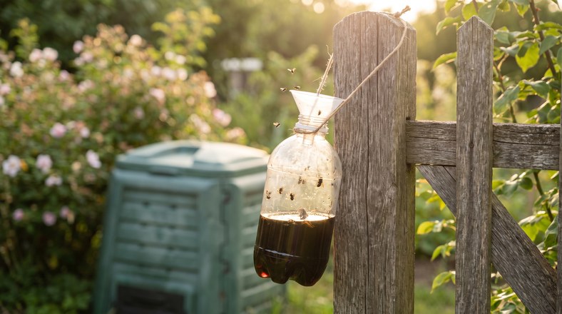 Baited outdoor fly trap hung away from a compost bin to catch flies