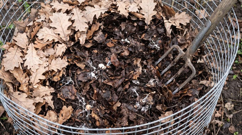 Part rotted leaf mould with white fungal threads inside a wire leaf bin