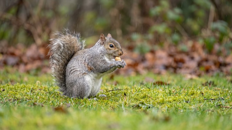 Grey squirrel sitting on a wet lawn holding a peanut in a UK garden