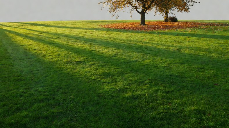Thick healthy lawn in late autumn UK after moss removal, scarifying, feeding and prevention